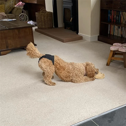 Gentle Care Dog Diapers